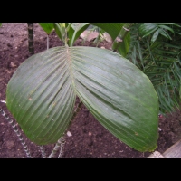 Chamaedorea Ernesti-Augustii (fam. Arecacees) (Amerique centrale) (1)